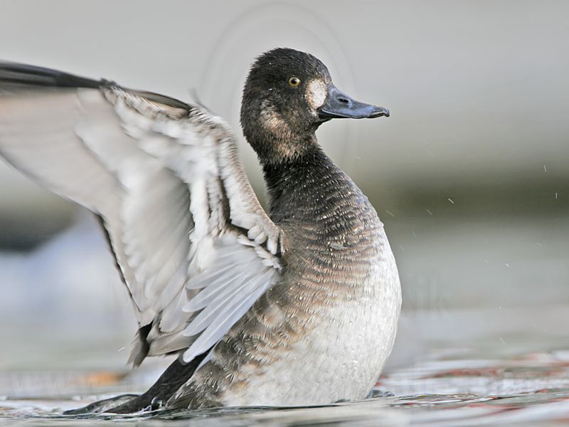 _MG_1460 Lesser Scaup.jpg