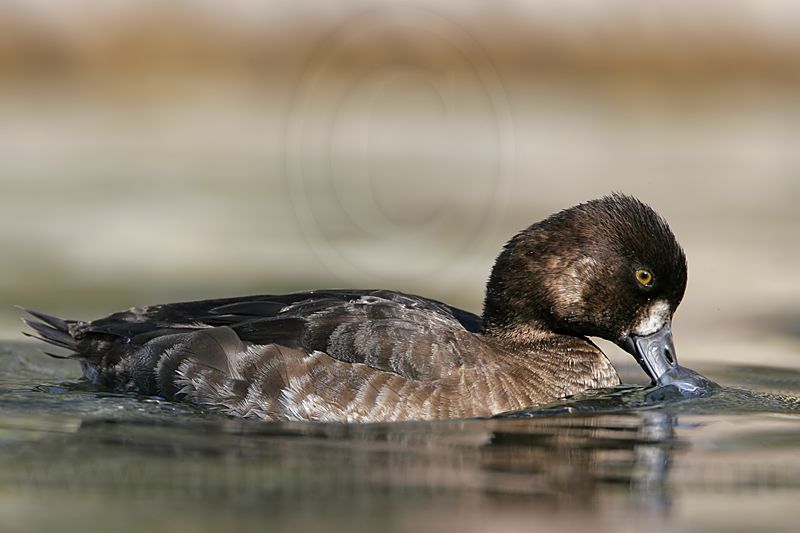 _MG_8816 Lesser Scaup.jpg