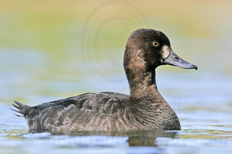 _MG_9156 Lesser Scaup.jpg