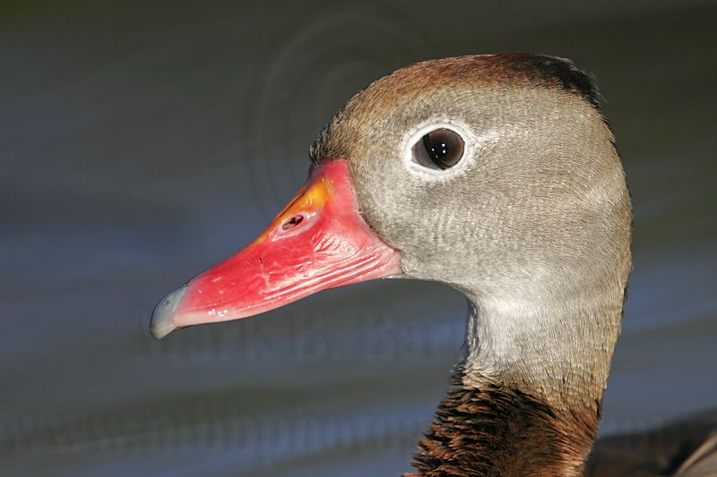 _MG_7359 Black-bellied Whistling-Duck.jpg