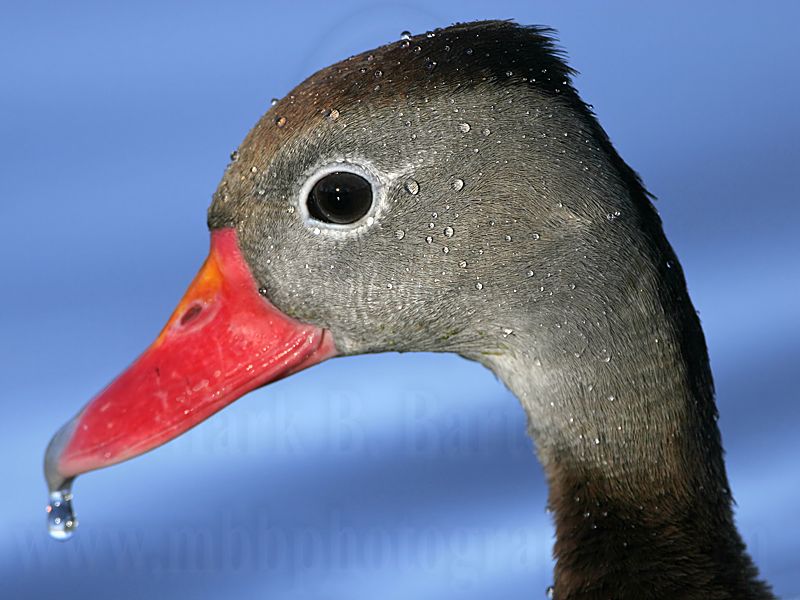 _MG_7379 Black-bellied Whistling-Duck.jpg