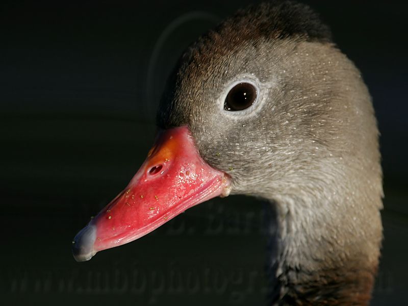 _MG_7465 Black-bellied Whistling-Duck.jpg