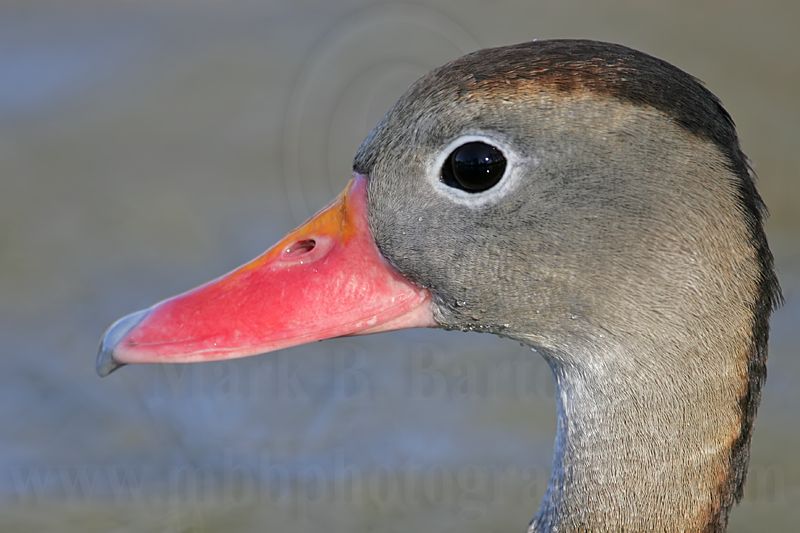 _MG_7865 Black-bellied Whistling-Duck.jpg
