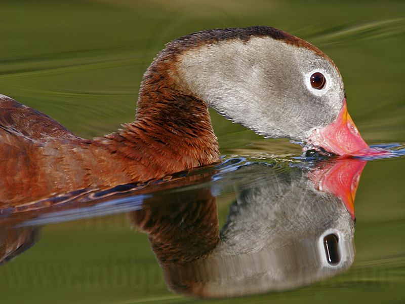 _MG_7910 Black-bellied Whistling-Duck.jpg
