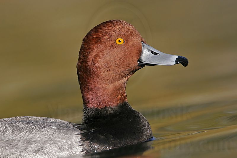 _MG_0844 Redhead.jpg