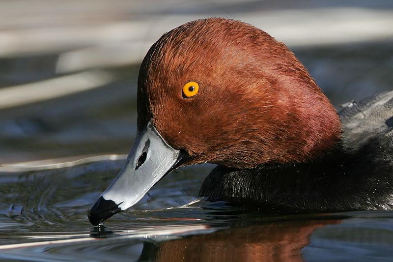 _MG_0892 Redhead.jpg