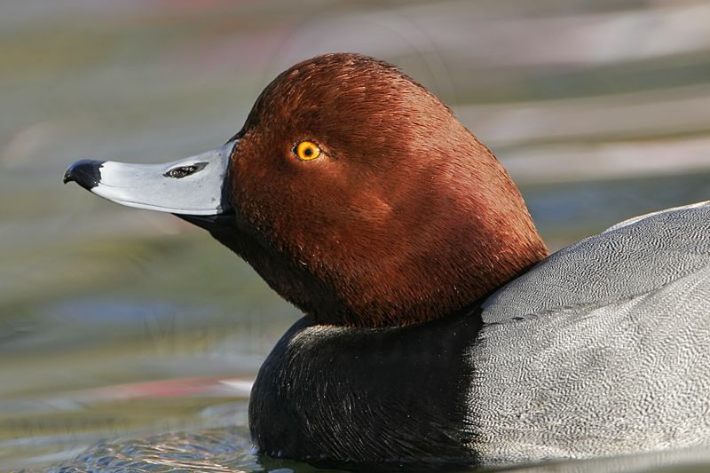 _MG_0899 Redhead.jpg