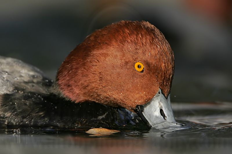 _MG_1193 Redhead.jpg