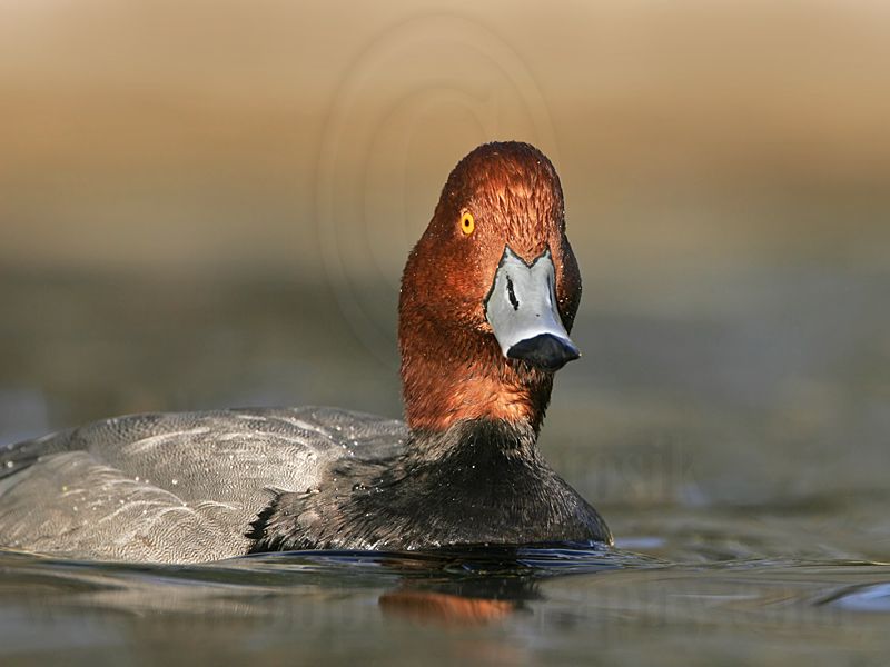 _MG_1223 Redhead.jpg