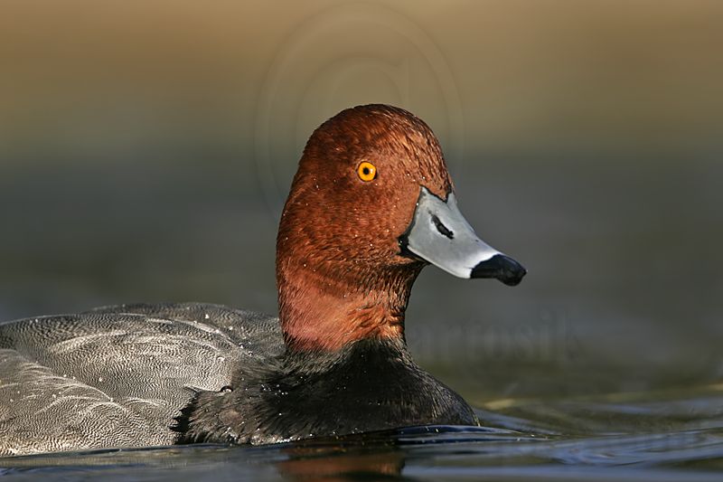 _MG_1224 Redhead.jpg