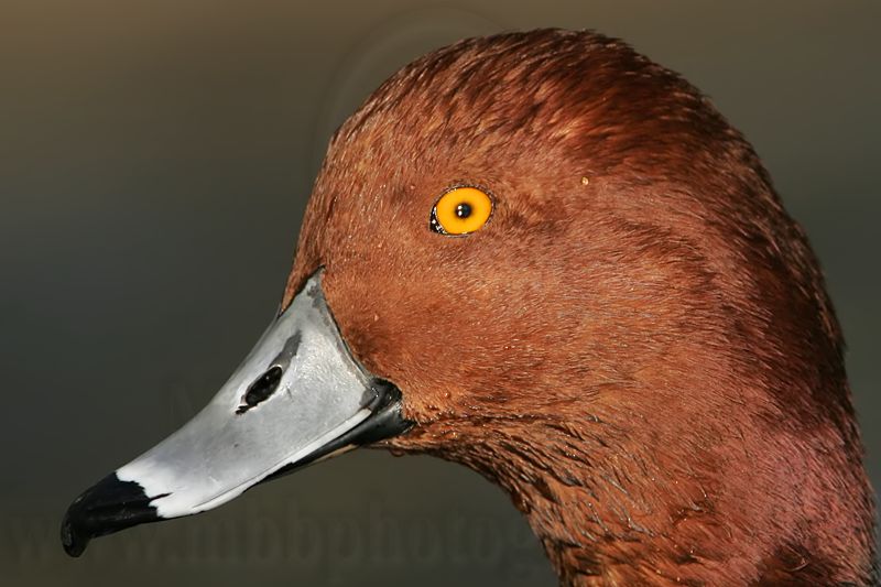 _MG_1325 Redhead.jpg