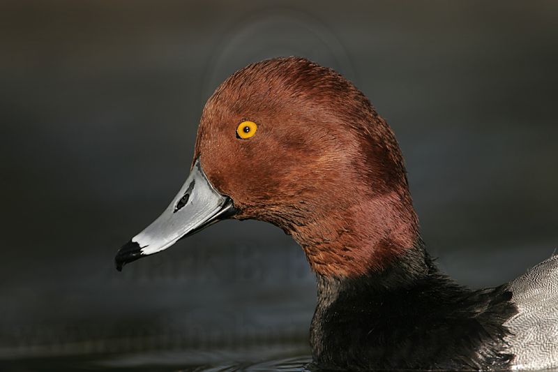 _MG_1327 Redhead.jpg