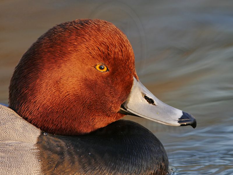_MG_1950 Redhead.jpg