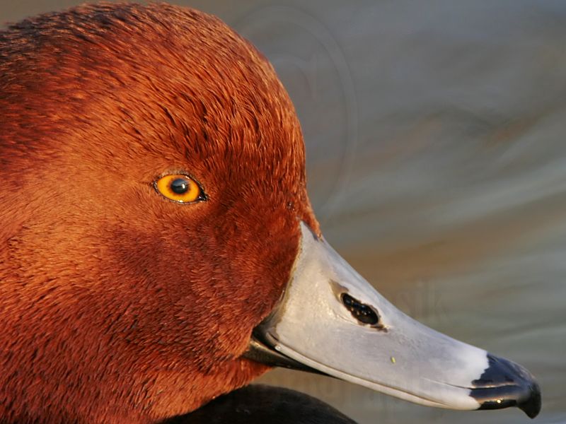 _MG_1950crop Redhead.jpg