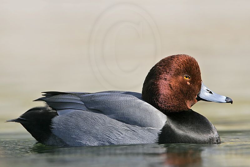 _MG_8811 Redhead.jpg