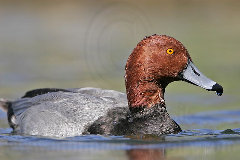_MG_9294 Redhead.jpg