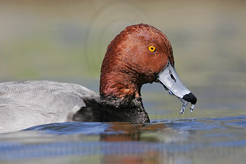 _MG_9295 Redhead.jpg