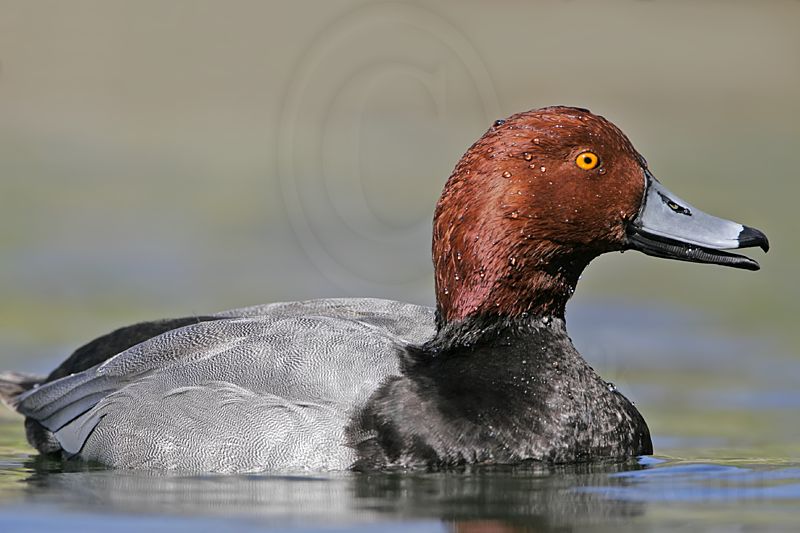 _MG_9310 Redhead.jpg