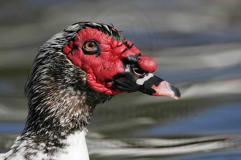_MG_0455 Muscovy Duck.jpg