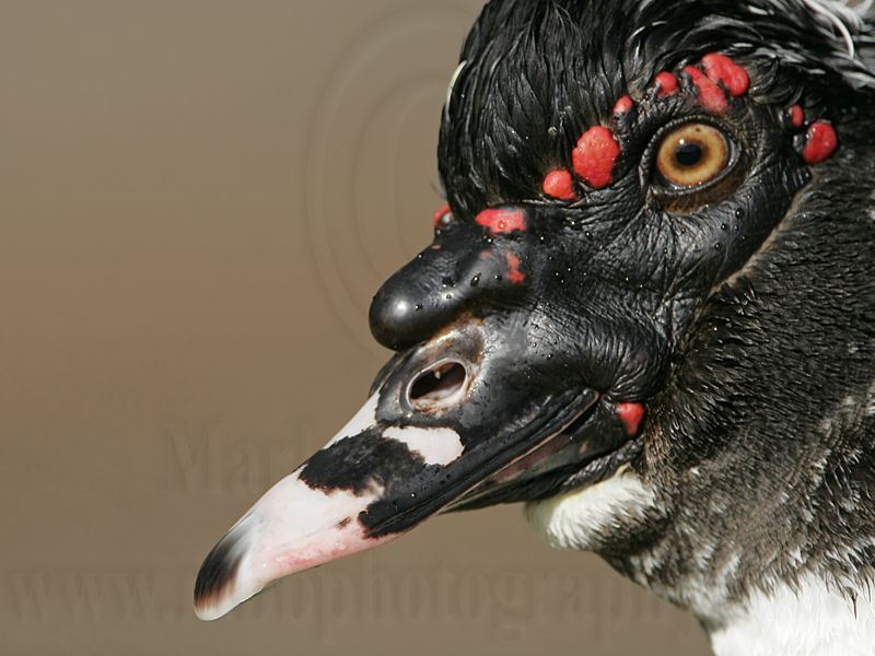 _MG_0464 Muscovy Duck.jpg