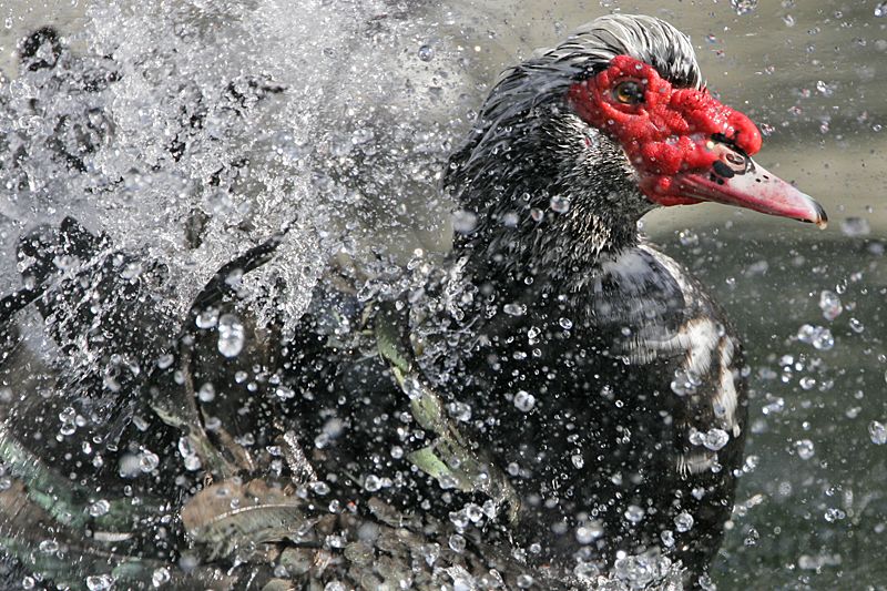 _MG_0471 Muscovy Duck.jpg