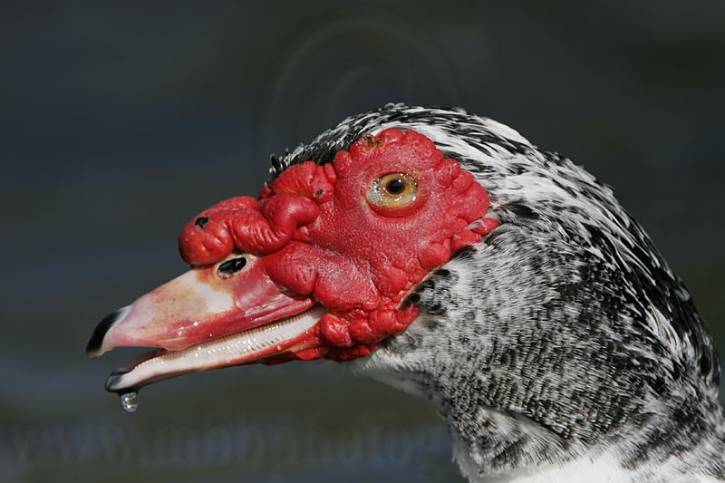 _MG_0502 Muscovy Duck.jpg
