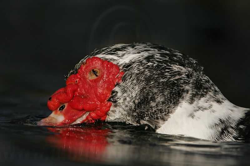 _MG_1243 Muscovy Duck.jpg