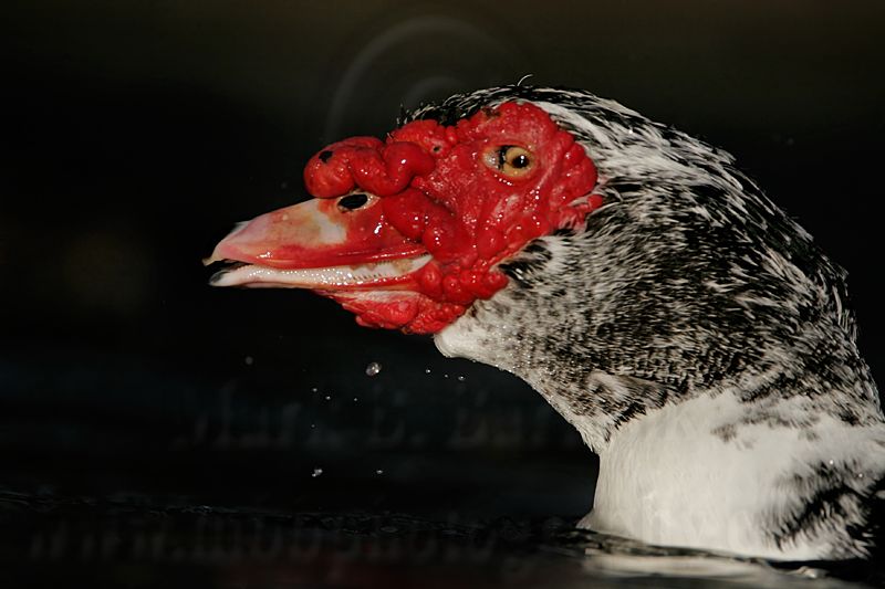 _MG_1251 Muscovy Duck.jpg