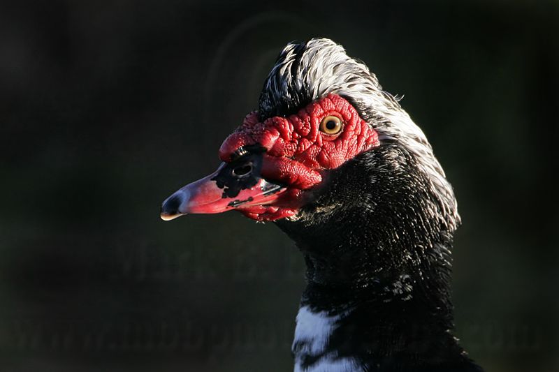 _MG_6524 Muscovy Duck.jpg