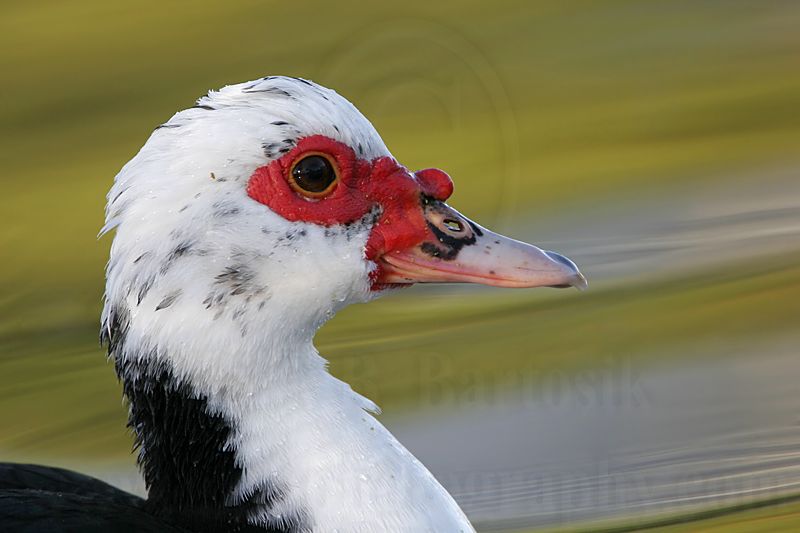 _MG_7352 Muscovy Duck.jpg