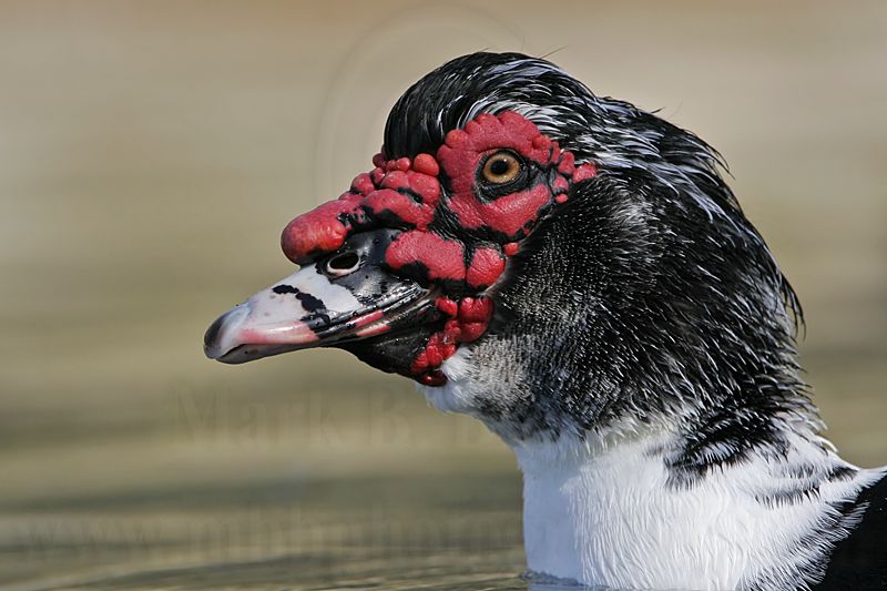 _MG_8957 Muscovy Duck.jpg
