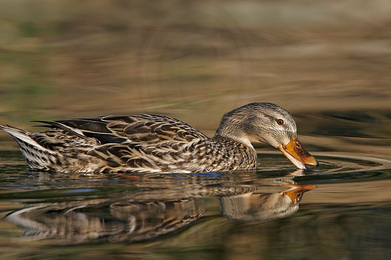 _MG_6828 Mallard.jpg