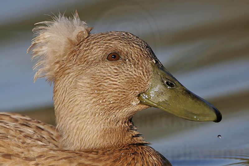 _MG_7818 Mallard.jpg