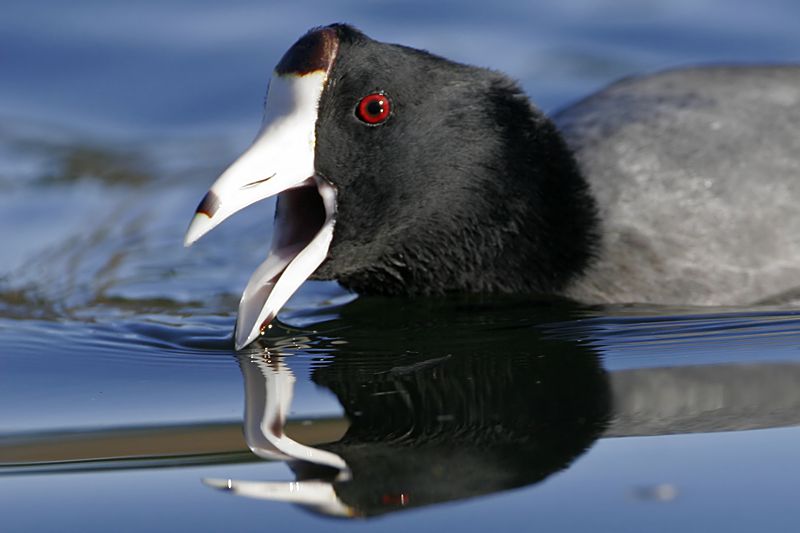 _MG_7832 American Coot.jpg