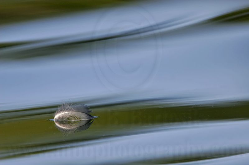 _MG_8062 800.jpg