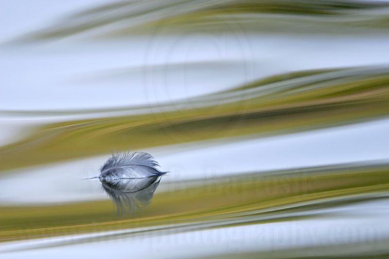 _MG_8071 800.jpg
