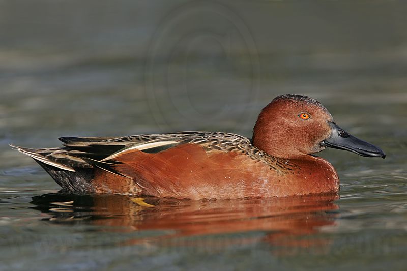 _MG_4159 Cinnamon Teal.jpg