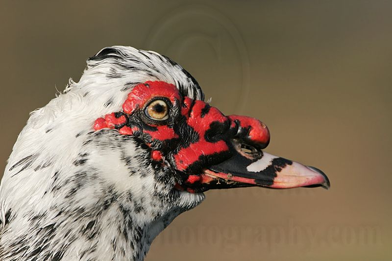 _MG_4386 Muscovy Duck.jpg