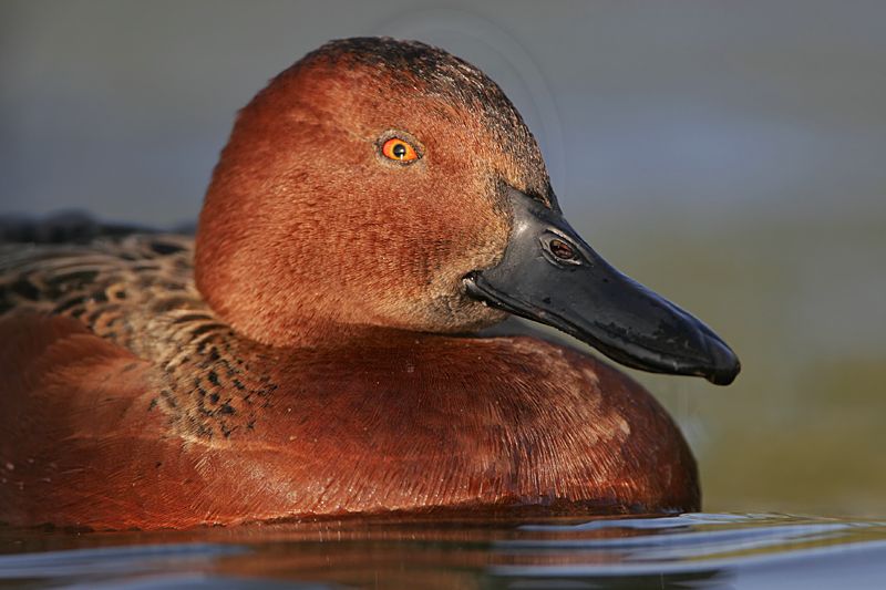 _MG_4454 Cinnamon Teal.jpg