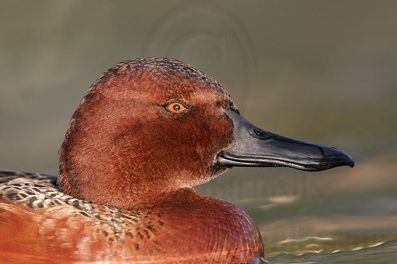 _MG_4656 Cinnamon Teal.jpg