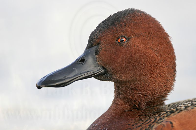 _MG_4729 Cinnamon Teal.jpg