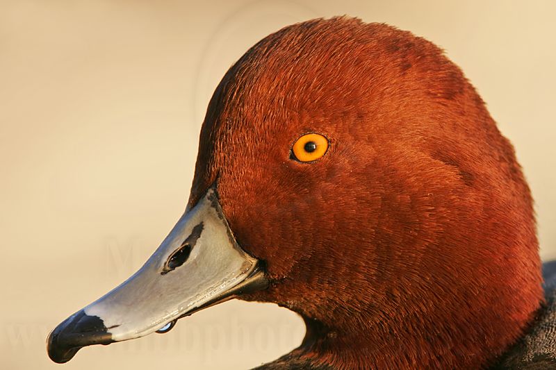 _MG_5316 Redhead.jpg