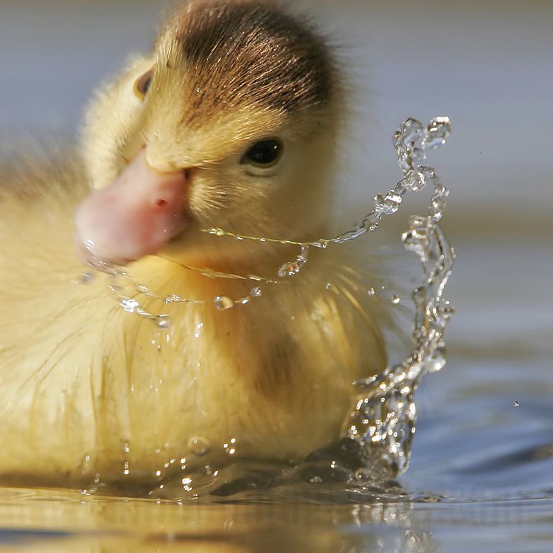 _MG_3256 Muscovy Duck.jpg