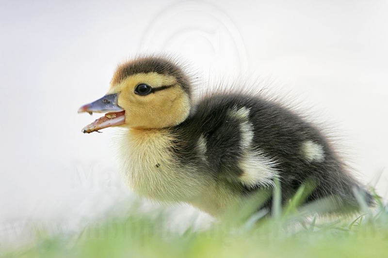 _MG_4945 Muscovy Duck.jpg