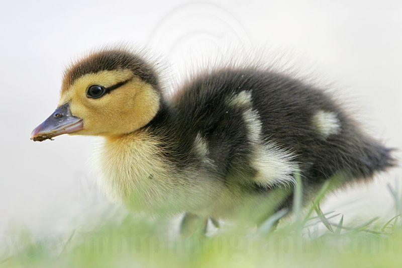 _MG_4946 Muscovy Duck.jpg