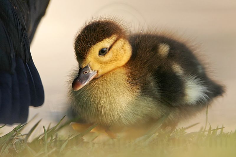 _MG_5158 Muscovy Duck.jpg