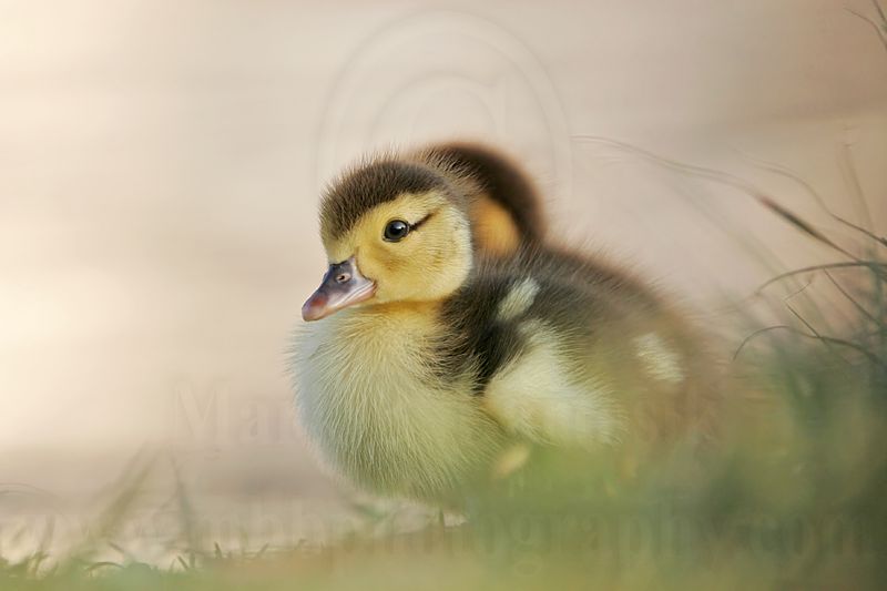_MG_5174 Muscovy Duck.jpg