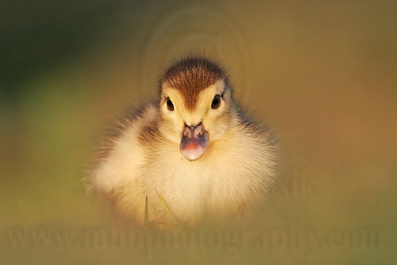 _MG_5264 Muscovy Duck.jpg