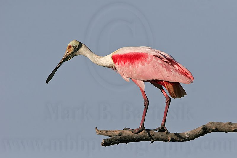 _MG_0022 Roseate Spoonbill.jpg