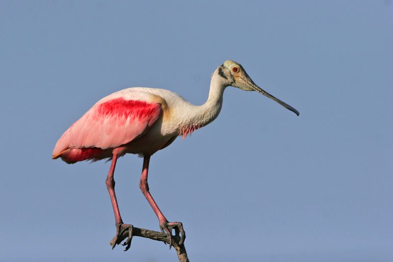 _MG_0188 Roseate Spoonbill.jpg